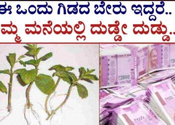 ಈ ಒಂದೇ ಒಂದು ಬೇರಿನಿಂದ ನೀವು ಕೋಟ್ಯಾಧೀಶರಾಗಬಹುದು! ಹಾಗಾದರೆ ಯಾವುದು ಅದು ಬೇರು? ನಿಮಗೂ ಆ ಭಾಗ್ಯ ಇದೆಯಾ?