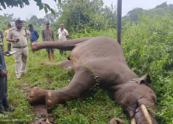 ಆಹಾರ ಅರಸಿ ನಾಡಿಗೆ ಬಂದು ವಿದ್ಯುತ್ ತಂತಿ ಸ್ಪರ್ಶಿಸಿ ಆನೆ ಸಾವು