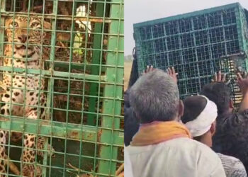 ಜನರ ನಿದ್ದೆಗೆಡಿಸಿದ್ದ ಚಿರತೆ ಕೊನೆಗೂ ಬಲೆಗೆ