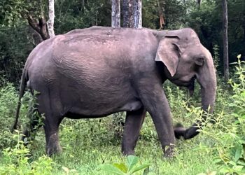 ಕಾಡಾನೆ ದಾಳಿಗೆ ಗಂಭೀರವಾಗಿ ಗಾಯಗೊಂಡ ವ್ಯಕ್ತಿ