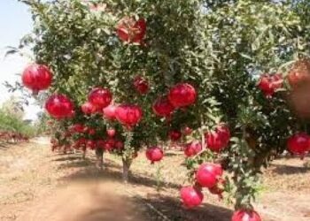 ದಾಳಿಂಬೆ ಖರೀದಿಸಿ ರೈತರಿಗೆ ಲಕ್ಷಾಂತರ ರೂ. ವಂಚನೆ