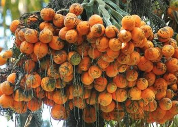 ಅಡಿಕೆ ಬೆಳೆಗಾರರಿಗೆ ಶಾಕ್: ಕ್ಯಾನ್ಸರ್‌ಕಾರಕ ಪಟ್ಟಿಯಿಂದ ಆತಂಕ!!