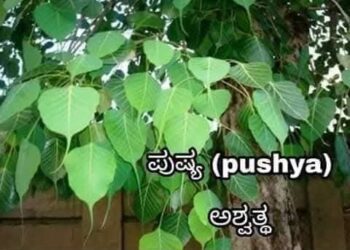 27 ನಕ್ಷತ್ರಗಳು ಹಾಗೂ ಅದರ ವೃಕ್ಷಗಳು!!