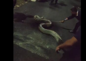 ವಿದ್ಯಾರ್ಥಿನಿಯರಿಂದ ಹಾಸ್ಟೇಲ್ ಗೆ ಎಂಟ್ರಿ ಕೊಟ್ಟ 100 ಕೆಜಿ ತೂಕ, 17 ಅಡಿ ಉದ್ದದ ಹೆಬ್ಬಾವು