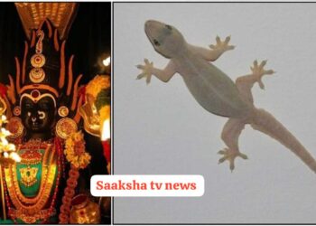 ನಿಮ್ಮ ಮನೆಯ ಪೂಜಾ ಕೋಣೆಯಲ್ಲಿ ಹಲ್ಲಿ ಇದ್ದರೆ ಹೀಗೆ ಮಾಡಬೇಕು. ಆಗ ಮಾತ್ರ ನಿಮಗೆ ಕುಲದೇವತೆಯ ಪರಿಪೂರ್ಣ ಅನುಗ್ರಹ ದೊರೆಯುತ್ತದೆ