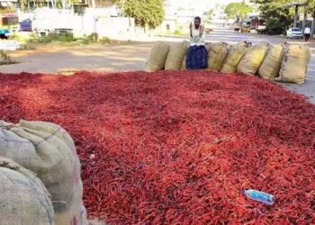 ಮೆಣಸಿಕನಾಯಿ ಬೆಳೆಗಾರರು ಭಾರೀ ಕಂಗಾಲು!