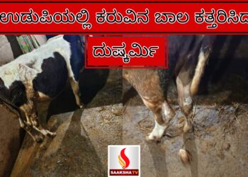 ಉಡುಪಿಯಲ್ಲಿ ಕರುವಿನ ಬಾಲ ಕತ್ತರಿಸಿದ ದುಷ್ಕರ್ಮಿ