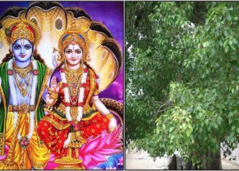 ಬೇರೆಯವರಿಗೆ ಕೊಟ್ಟು ಮೋಸ ಹೋದ ಹಣವನ್ನು ವಾಪಸ್ ಪಡೆಯಬೇಕೆಂದಿರುವವರು ಶನಿವಾರದಂದು ಈ ಎರಡು ವಸ್ತುಗಳನ್ನು ಅಶ್ವತ್ ಮರದ ಕೆಳಗೆ ಇಟ್ಟರೆ ಸಾಕು. ಹಣ ತೆಗೆದುಕೊಂಡವರು ಮನೆ ಹುಡುಕಿ ಕೊಡುತ್ತಾರೆ