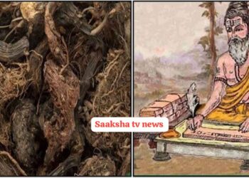 ಅಳಿವಿನಂಚಿನಲ್ಲಿರುವ ಜಟಾಮಸಿ ಗಿಡಮೂಲಿಕೆಯ ರಹಸ್ಯಗಳನ್ನು ನೀವು ತಿಳಿದಿದ್ದರೆ, ನೀವು ಅದನ್ನು ಇಷ್ಟು ದಿನ ಪಡೆಯದರ ಬಗ್ಗೆ ಪಶ್ಚಾತ್ತಾಪ ಪಡುವುದು ಖಚಿತ!