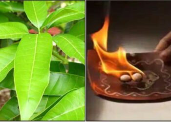 ಮನೆಯ ಕೆಟ್ಟ ಶಕ್ತಿಗಳನ್ನು ತೊಡೆದುಹಾಕುವ ಮಾವಿನ ಎಲೆಯ ಅದ್ಭುತ ಪರಿಹಾರ!