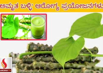 ʼಅಮೃತ ಬಳ್ಳಿʼ ಆರೋಗ್ಯ ಪ್ರಯೋಜನಗಳು