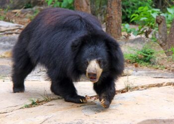 World’s First Artificial Leg Fitted to a Bear in Historic Wildlife Surgery