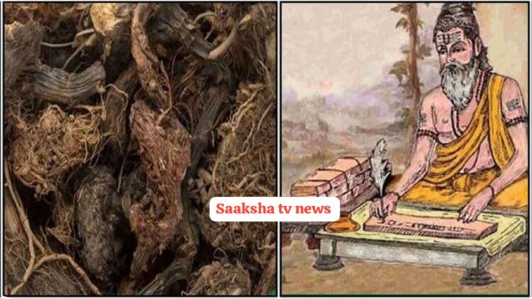 Uses and Benefits of the Endangered Jatamansi Spikenard Herb