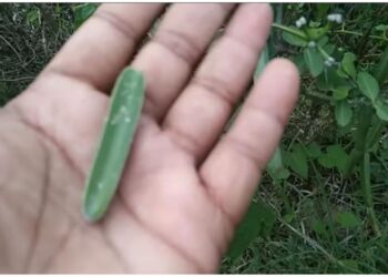 Keep This Powerful Herb With You and Control Anyone