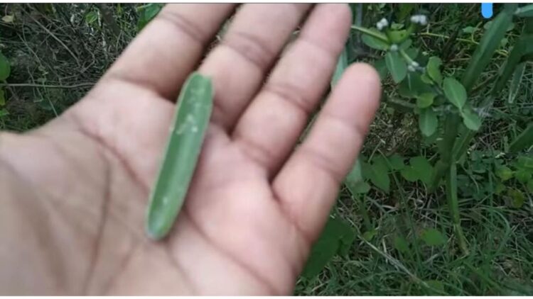 Keep This Powerful Herb With You and Control Anyone