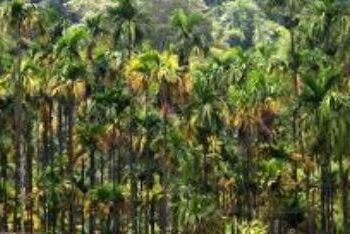 ಅಡಕೆ ಬೆಳೆಗಾರರ ನಿದ್ದೆಗೆಡಿಸಿರುವ ಎಲೆಚುಕ್ಕಿ…!