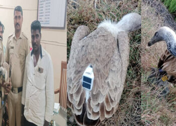 ಜಿಪಿಎಸ್ ಟ್ರ್ಯಾಕರ್ ಅಳವಡಿಸಿದ ರಣಹದ್ದು ಪತ್ತೆ