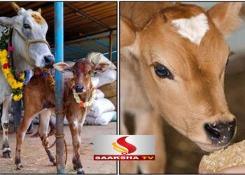 ನಿಮ್ಮ ಕೈಯಿಂದ ಹಸುವಿಗೆ ಈ 1 ವಸ್ತುವನ್ನು ತಿನ್ನಿಸಿ. ಕೋಟಿಗಟ್ಟಲೆ ಸಾಲವನ್ನೂ ಕೆಲವೇ ದಿನಗಳಲ್ಲಿ ತೀರಿಸಬಹುದು.