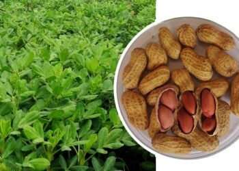 ಗಜೇಂದ್ರಗಡ ಎಪಿಎಂಸಿಯಲ್ಲಿ ಇತಿಹಾಸ ಸೃಷ್ಟಿಸಿದ ಶೇಂಗಾ: ಕ್ವಿಂಟಲ್‌ಗೆ 11 ಸಾವಿರ ರೂ. ಗಡಿ ದಾಟಿದ ದರ, ರೈತರ ಪಾಲಿಗೆ ಚಿನ್ನವಾದ ಬಡವರ ಬಾದಾಮಿ