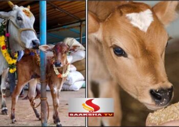 ನಿಮ್ಮ ಕೈಯಿಂದ ಹಸುವಿಗೆ ಈ 1 ವಸ್ತುವನ್ನು ತಿನ್ನಿಸಿ. ಕೋಟಿಗಟ್ಟಲೆ ಸಾಲವನ್ನೂ ಕೆಲವೇ ದಿನಗಳಲ್ಲಿ ತೀರಿಸಬಹುದು.