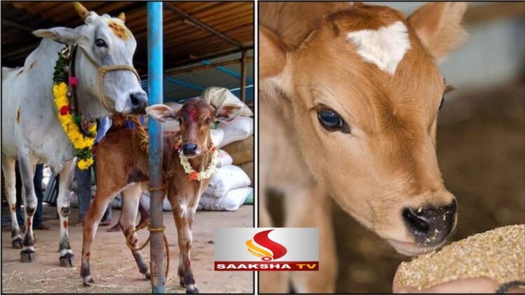 Feed this 1 thing to a cow from your hand. You can pay off a debt worth crores in a few days.