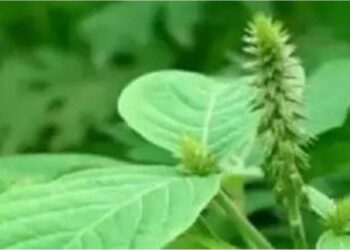 ಹಣ ಎಳೆದುಕೊಳ್ಳುವ ಸಸ್ಯ? ಸಾಧಾರಣ ಸಸ್ಯ ಅಂತ ತಿಳಿದು ಕಿತ್ತು ಎಸೆಯುವ ತಪ್ಪು ಮಾಡಬೇಡಿ..!