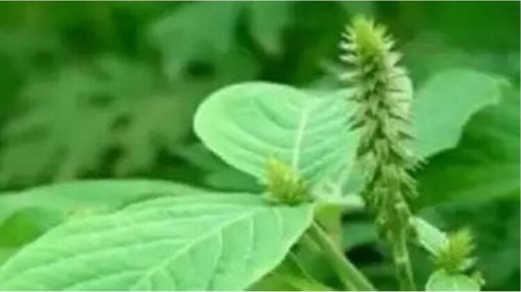 Money-attracting plant? Don't make the mistake of picking it up and throwing it away, thinking it's just an ordinary plant.