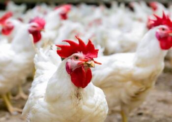 ರಾಜ್ಯದಲ್ಲೂ ಹಕ್ಕಿ ಜ್ವರ ಆತಂಕ?.. ಕೊಪ್ಪಳದಲ್ಲಿ ಮುಂಜಾಗ್ರತಾ ಕ್ರಮ ಕಡ್ಡಾಯ