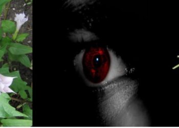 If you want to improve your business, get rid of bad luck and money problems, try this simple remedy using the roots of this plant.