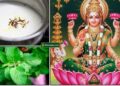 ಶುಕ್ರವಾರ ಇದನ್ನು ಒಂದು ಲೋಟ ಹಾಲಿನಲ್ಲಿ ಹಾಕಿ ಕುಡಿದರೆ ಮನೆಯಿಂದ ಬಡತನ ದೂರವಾಗುತ್ತದೆ ಮತ್ತು ಸಂಪತ್ತು ಹೆಚ್ಚಾಗುತ್ತದೆ!