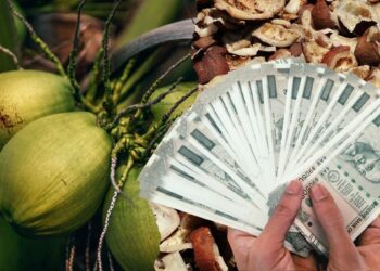 ಒಂದೇ ತಿಂಗಳಲ್ಲಿ ತೆಂಗಿನಕಾಯಿ ಬೆಲೆ ಭಾರೀ ಕುಸಿತ ವಿದೇಶಗಳಿಗೆ ರಫ್ತು ಸ್ಥಗಿತಗೊಂಡಿರುವ ಹಿನ್ನೆಲೆ