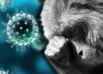 ರಾಜ್ಯದಲ್ಲಿ ಮಂಗನ ಕಾಯಿಲೆಗೆ ವೃದ್ಧ ಬಲಿ