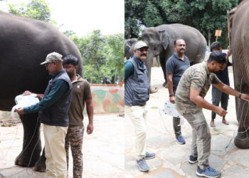 ಮೈಸೂರು ದಸರಾ 2026: ಗಜಪಡೆ ಆಯ್ಕೆ ಪ್ರಕ್ರಿಯೆಗೆ ಚಾಲನೆ