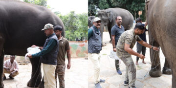 ಮೈಸೂರು ದಸರಾ 2026: ಗಜಪಡೆ ಆಯ್ಕೆ ಪ್ರಕ್ರಿಯೆಗೆ ಚಾಲನೆ