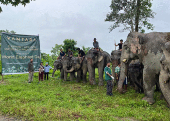world-elephant-day-vantara-conservation-initiative