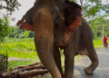 saakshatv.com/53-year-old-injured-elephant-joy-moti-airlifted-to-vantara-jamnagar