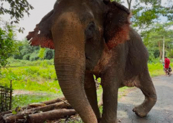 saakshatv.com/53-year-old-injured-elephant-joy-moti-airlifted-to-vantara-jamnagar
