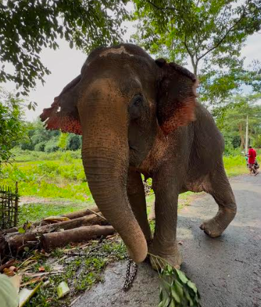 saakshatv.com/53-year-old-injured-elephant-joy-moti-airlifted-to-vantara-jamnagar