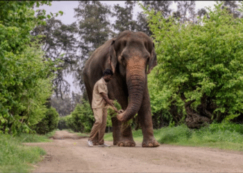 vantara-madhuri-mahadevi-kolhapur-statement