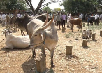 ಮೇವು, ನೀರಿಲ್ಲದೆ ಜಾನುವಾರುಗಳ ಮಾರಾಟಕ್ಕೆ ರೈತರ ಅನಿವಾರ್ಯತೆ: ಬರದ ಕರಾಳ ಚಿತ್ರಣ