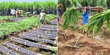 ಕಬ್ಬು ಬೆಲೆ ನಿಗದಿಗೆ ಆಗ್ರಹಿಸಿ ರೈತರ ಪ್ರತಿಭಟನೆ: ರೈತರೊಂದಿಗೆ ಸಭೆ ನಡೆಸಲು ಬೆಳಗಾವಿಗೆ ಸಿಎಂ ಡಿ.ಕೆ. ಶಿವಕುಮಾರ್