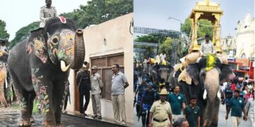 ಅಂಬಾರಿ ತೂಕ ತಡೆಯಲಾಗದೆ ತಾಲೀಮು ಅರ್ಧಕ್ಕೆ ಮೊಟಕು: ಮಹೇಂದ್ರನಿಗೆ ಮತ್ತೆ ವಿಘ್ನ